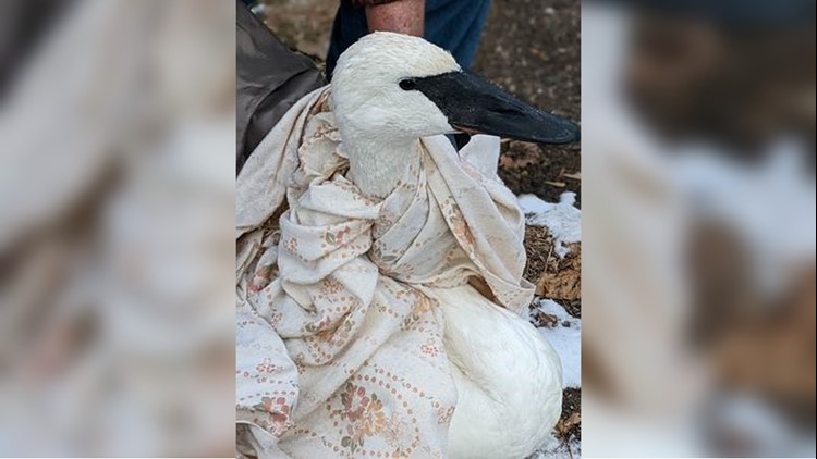 Swan euthanized after neighbors attempted two rescues on frozen Lake Ripley