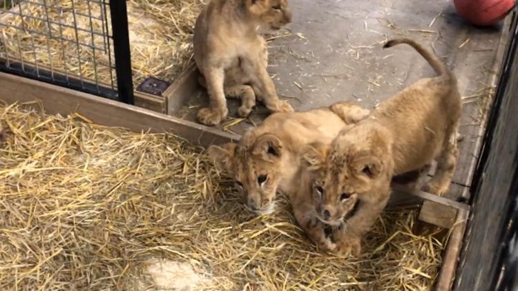 4 lion cubs saved from war in Ukraine arrive at US sanctuary