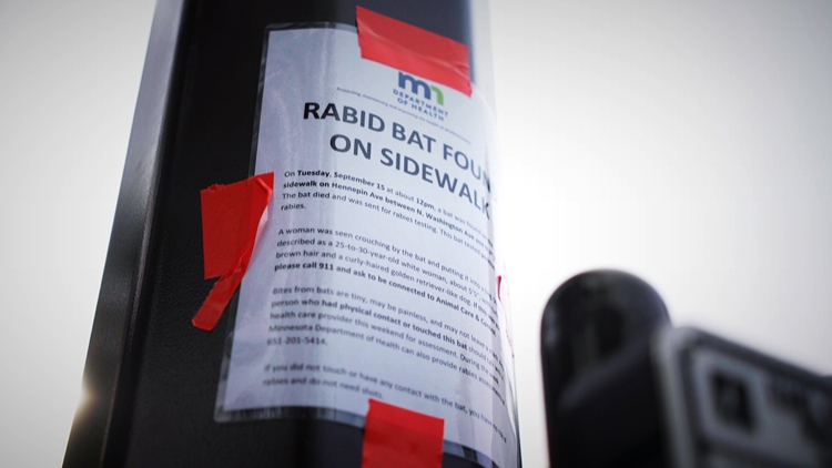After rabid bat found on sidewalk in Minneapolis, woman who picked it up comes forward