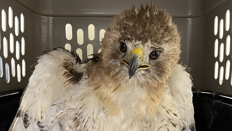 University of Minnesota Raptor Center admits 30,000th patient, a red-tailed hawk