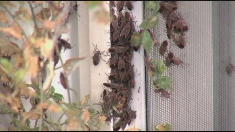 Boxelder bug survival guide, why we're seeing more this year and how to keep them out of your home