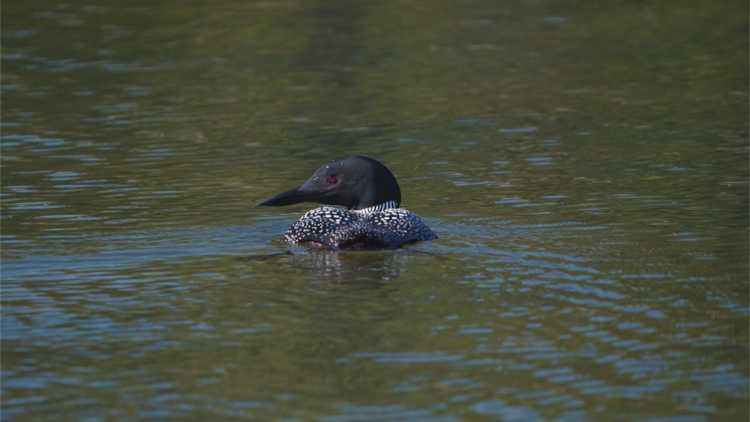 Researchers sound the alarm about Minnesota's youngest loons