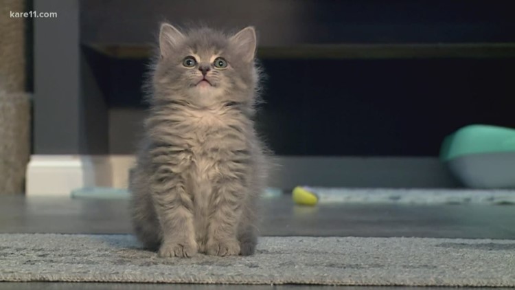Minnesota nonprofit to spay 170 cats with grant support
