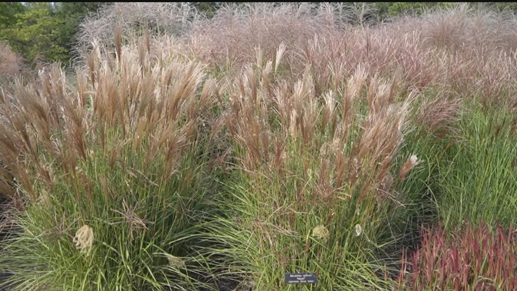 Grow with KARE: How to plant a non-messy native garden