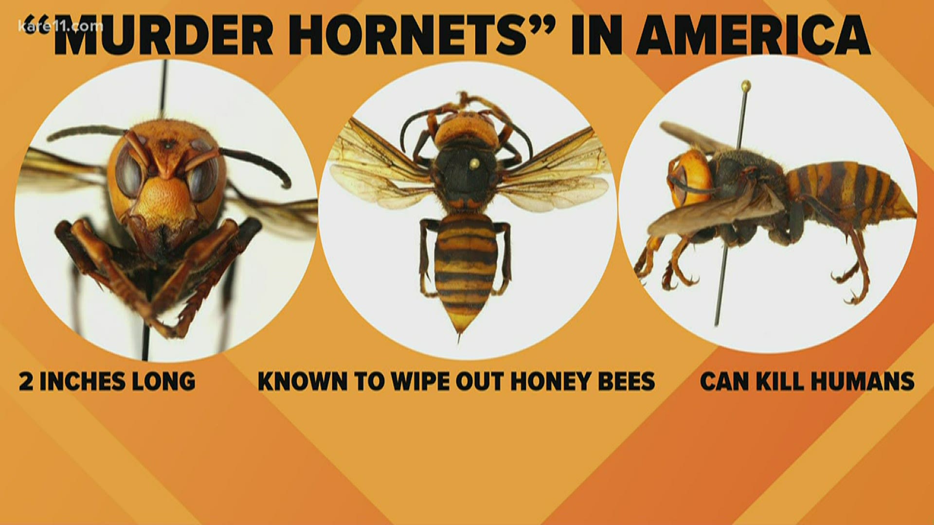 As if there wasn't enough to worry about during the COVID-19 pandemic, now comes the arrival of an angry insect known as the "Murder hornet."