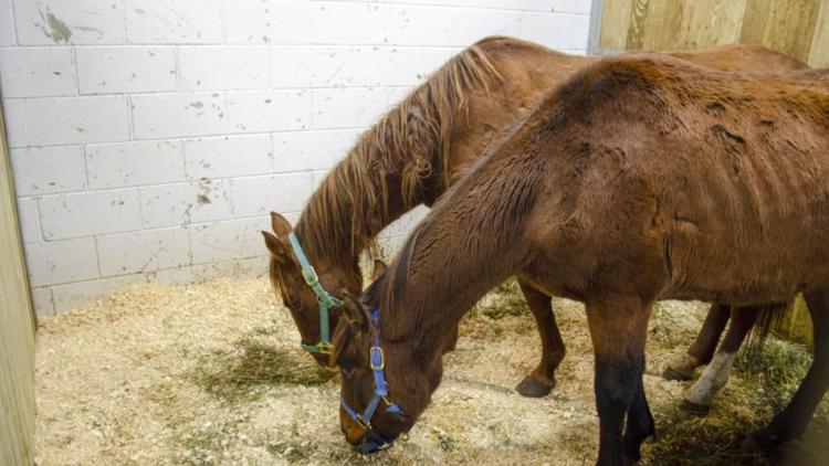 Horse owner in North Branch convicted for animal cruelty