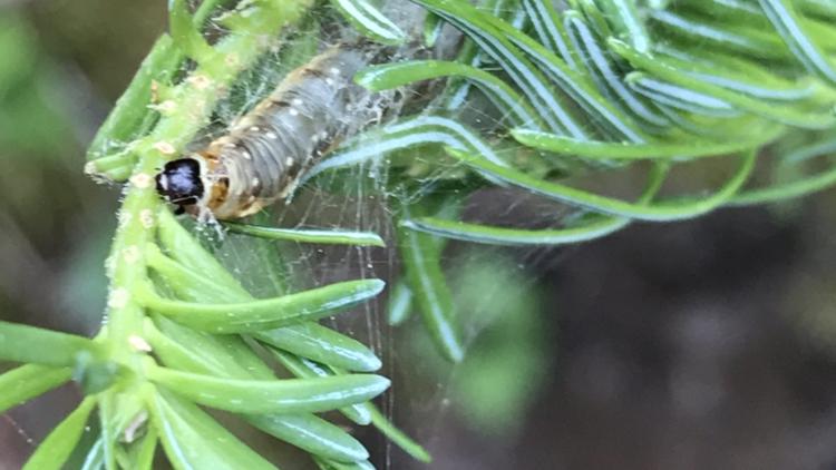 Thousands of tiny caterpillars killing trees fueling northern Minnesota's wildfires