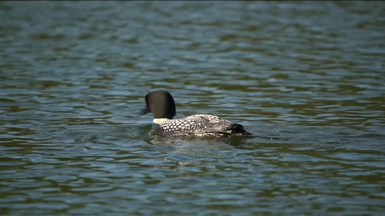 Orphaned loon chick’s journey offers hope amid troubling survival trends
