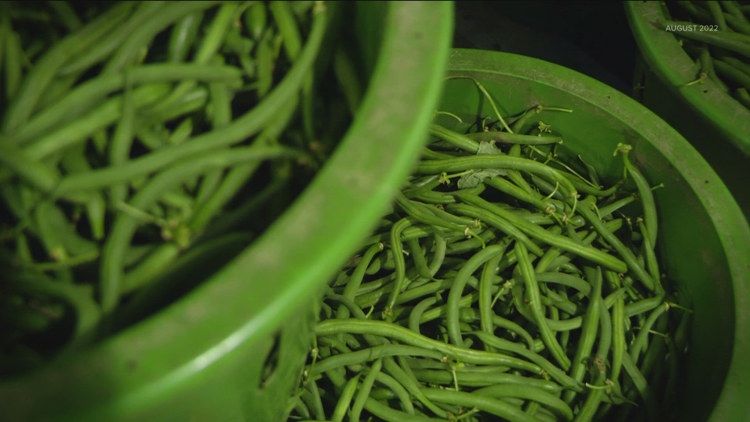 Minnesota produce farmers say they're not immune from global trade war