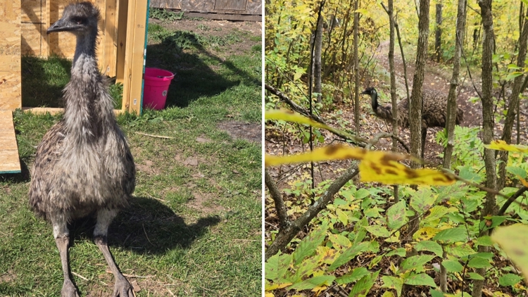 Oakdale man comes face to face with lost emu while grouse hunting