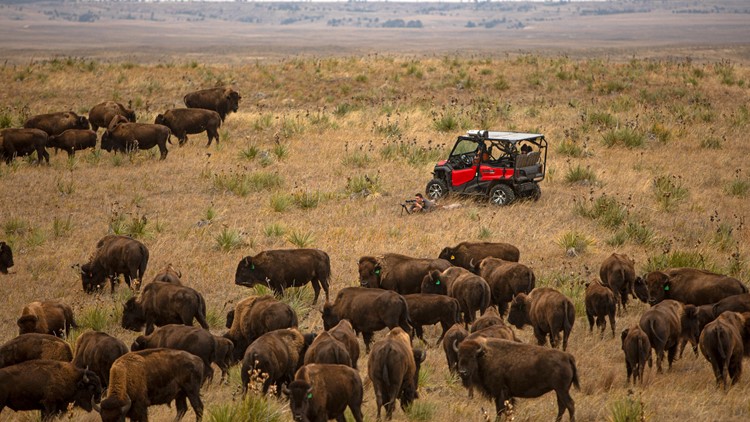 Bison spread as Native American tribes reclaim stewardship