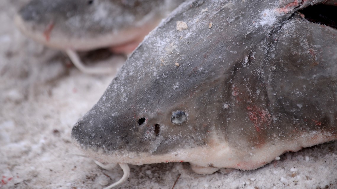 Lake sturgeon not endangered, despite calls from conservationists - Vimarsana News