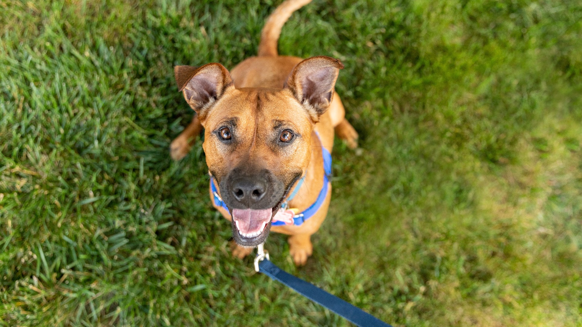 Restrictions would include keeping dogs on a leash at all times when off your property, and requiring leashes are no longer than six feet long.