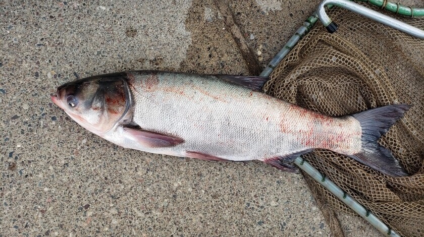 Crews pull 30 invasive carp from Mississippi River Pool 6 near Winona