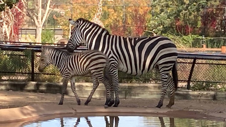 Autumn! Como Zoo names baby zebra after the season she was born in