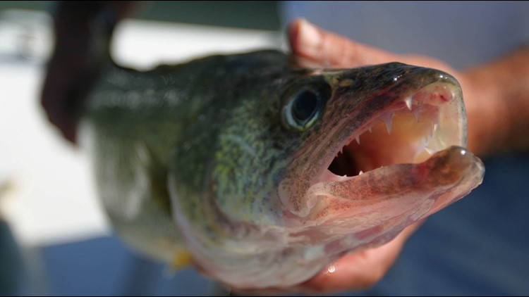 DNR: Anglers on Mille Lacs allowed one walleye beginning Dec. 1