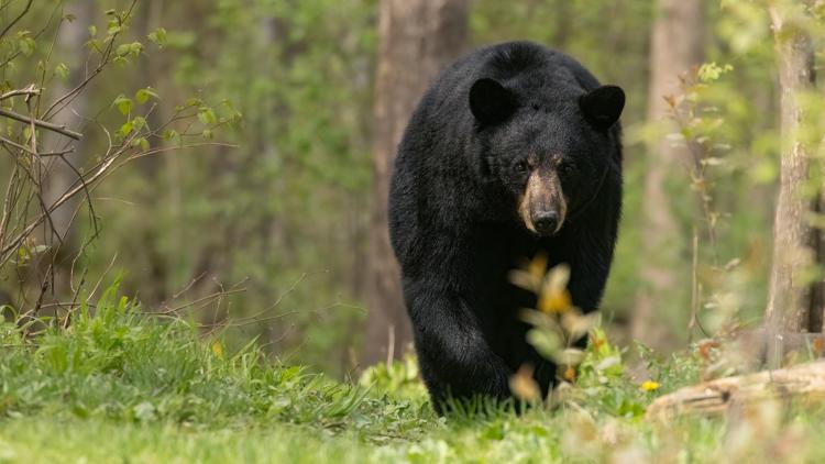 Cass County officials see uptick in bear encounters