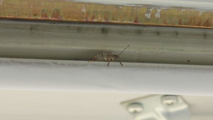 What to know about stinkbugs this season