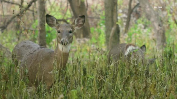 Deer hunters offered additional opportunities in late season hunt
