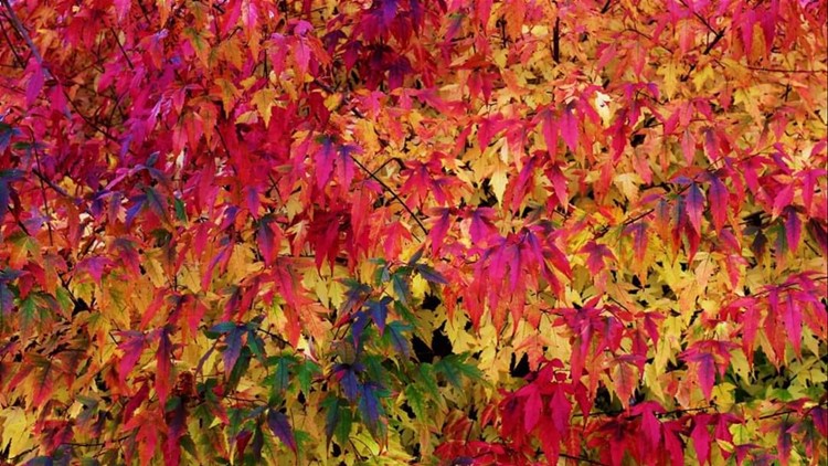 Live your best fall life at some of these metro-area attractions