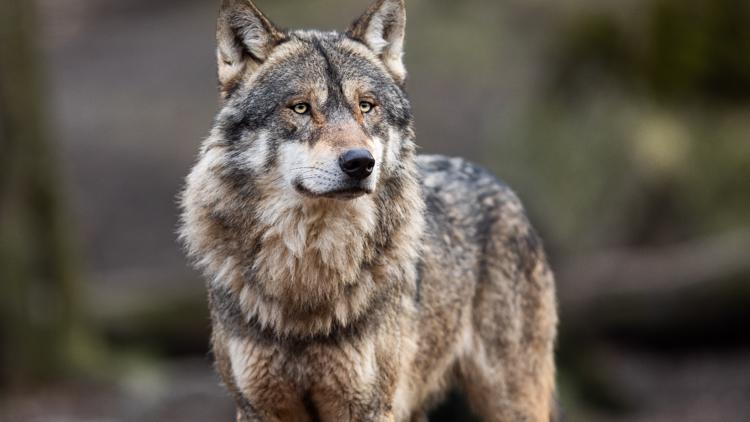 DNR finalizes plan for wolf conservation
