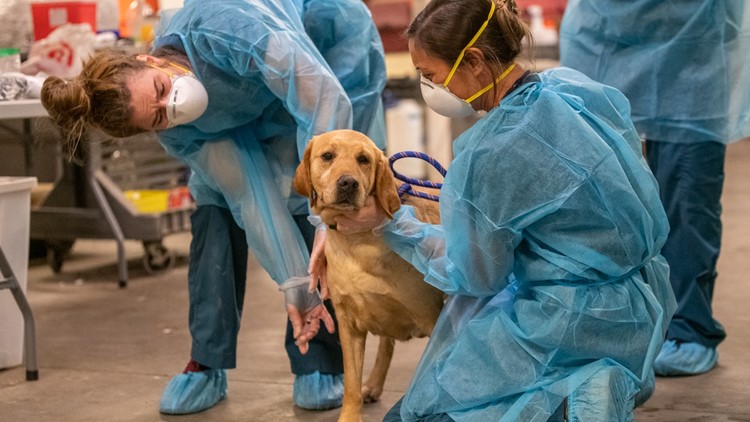 Animal Humane Society rescues 22 dogs from rural Minnesota breeder
