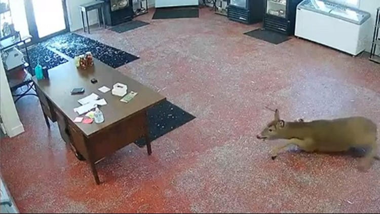 Butcher shop closed following 'ordeal' with deer