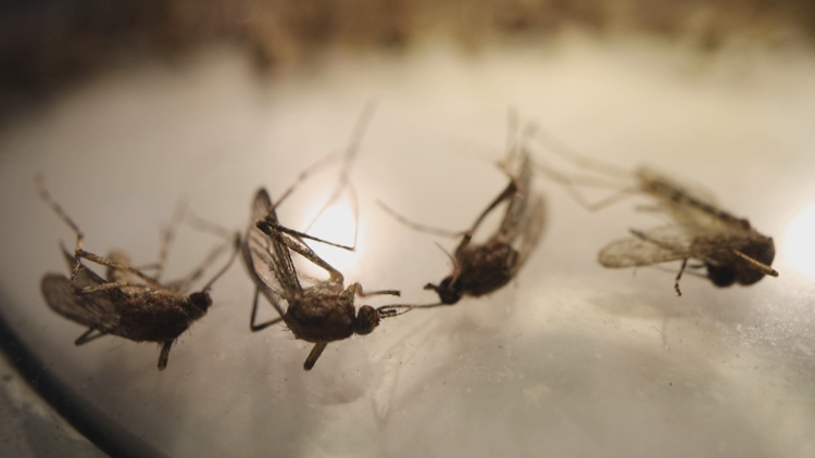 How long will the mosquito surge in the Midwest last?