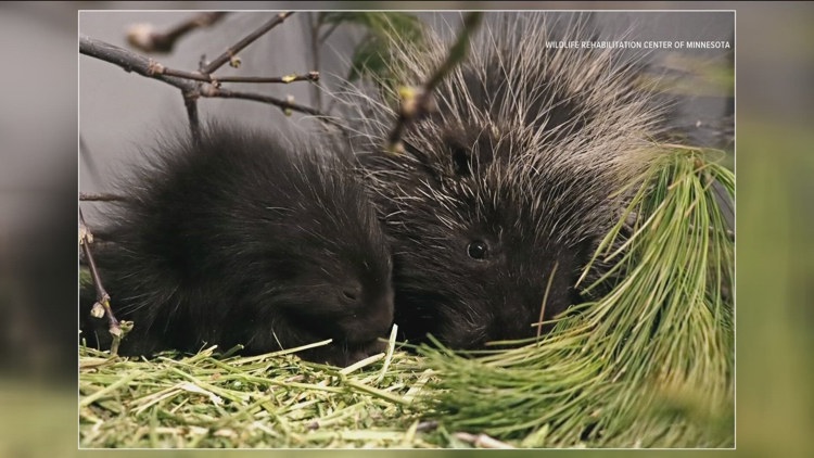 Porcupines rescued after getting lost in metro