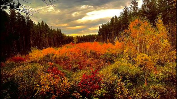 Minnesota Fall Color 
Report in full swing