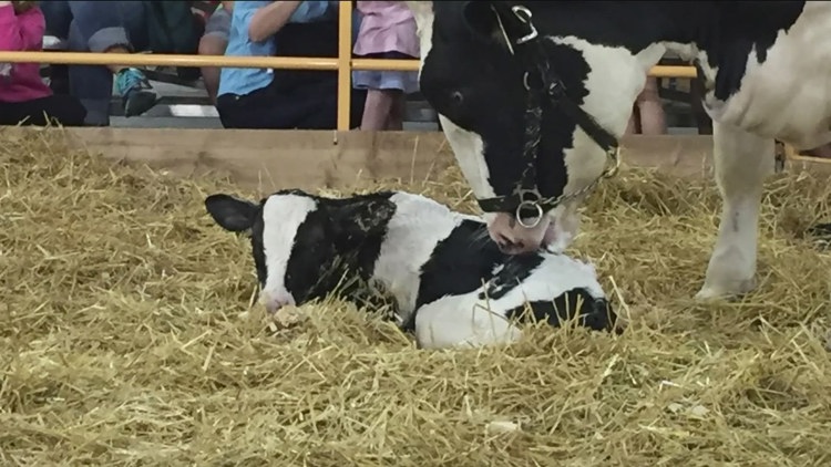 Miracle of Birth Center celebrates 25 years at the State Fair