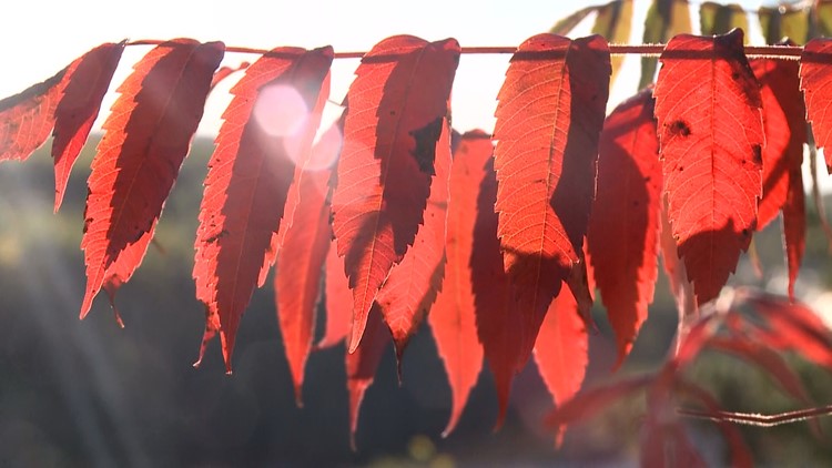 Will the drought affect the fall colors this year?