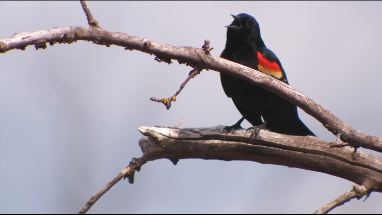 American birds are in rapid decline, including many here in Minnesota