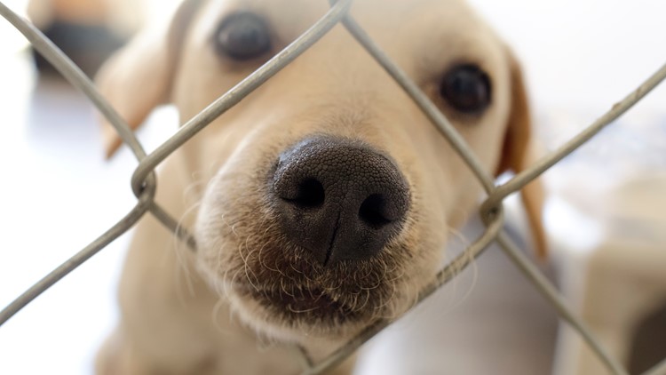 Minneapolis hopes to 'clear the shelter' for the holidays