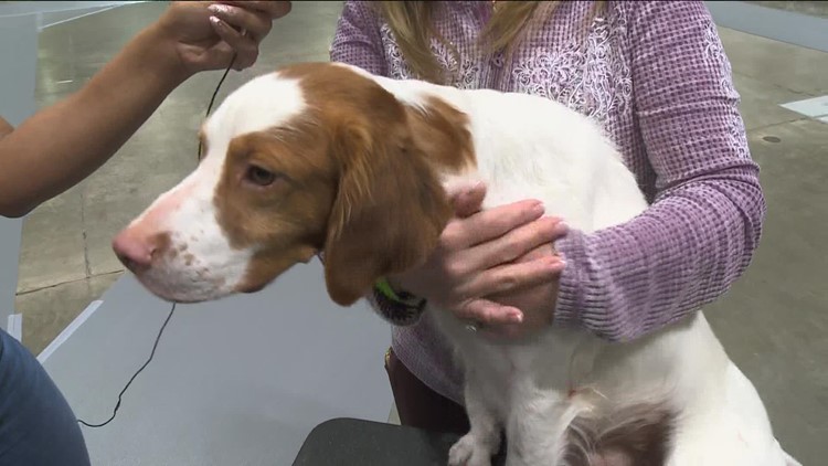 The St. Paul RiverCentre has gone to the dogs