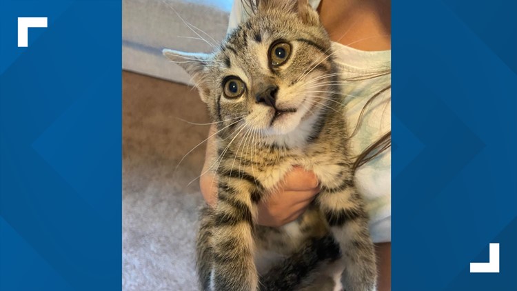 Cat burgled: 2 kittens reportedly stolen from metro PetSmart locations