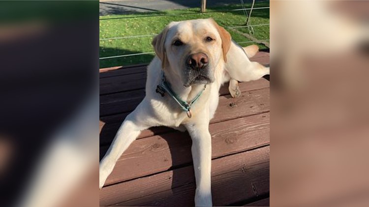 Service dog stolen with truck found, returned to owner