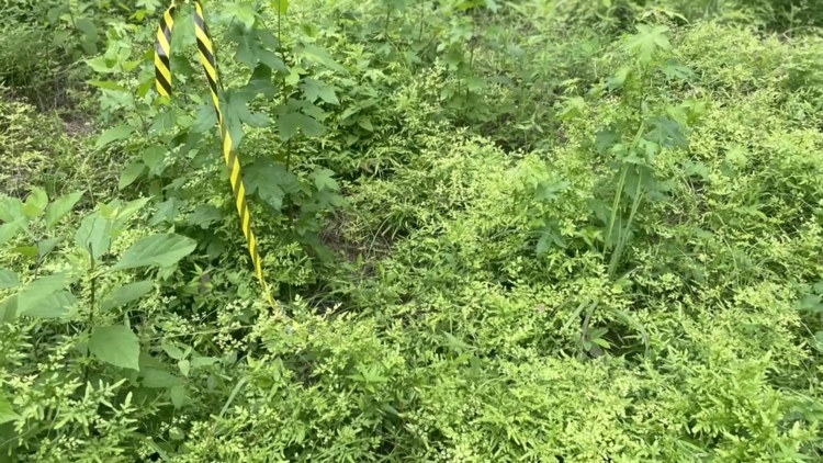 Texas program offers homeowners, landowners help paying to remove invasive plants