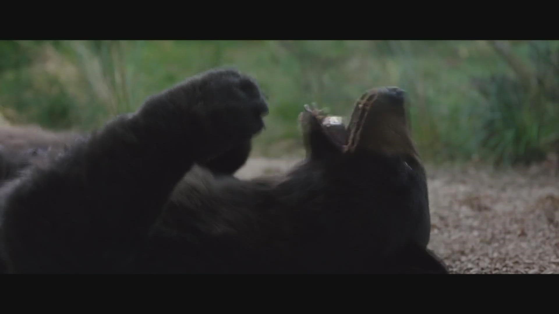 Cocaine Bear' Mauls 'Ant-Man' 3 Box Office