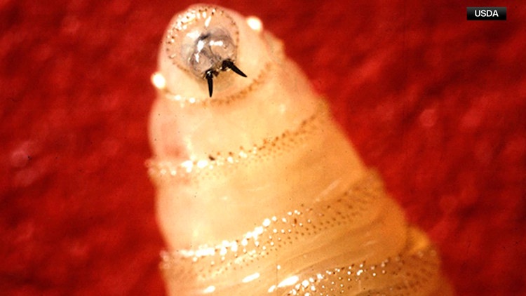 Screwworm map: Where have they been found in Texas?