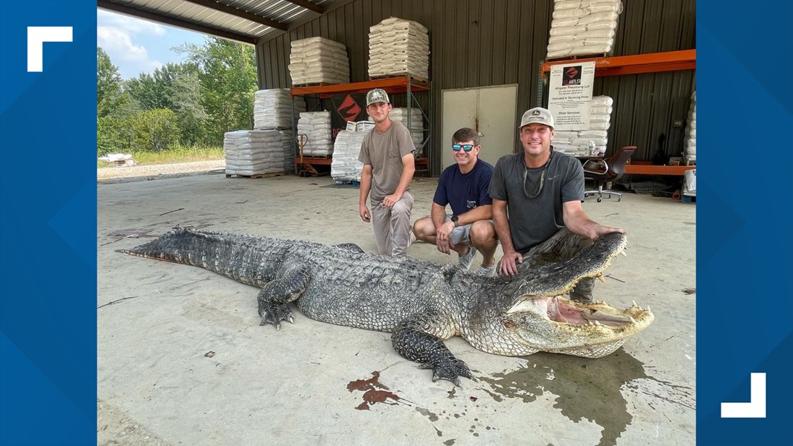 Mississippi News | 800 pound alligator caught breaks state record ...