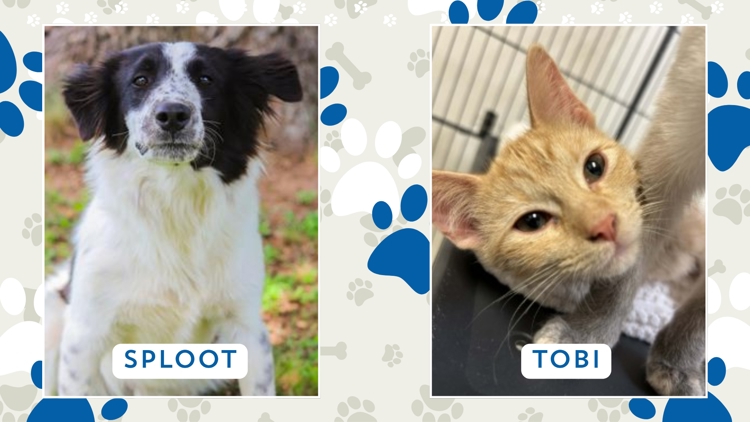 Perfect Pet: Meet Sploot and Tobi!