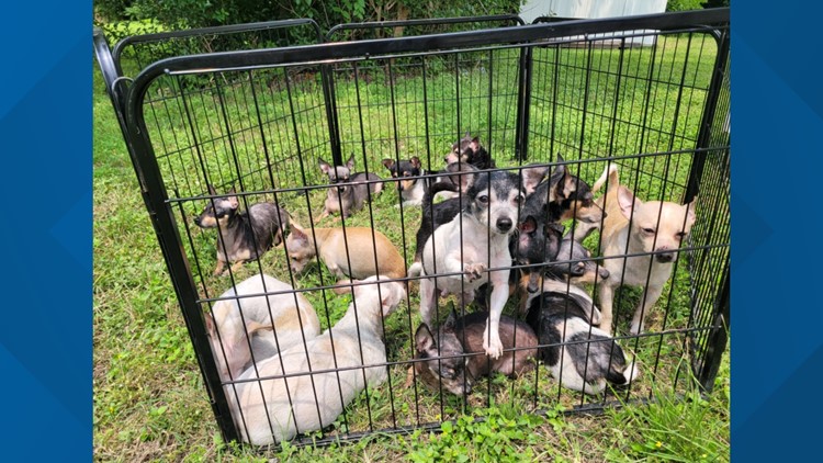 24 dogs pulled from house fire in Texas