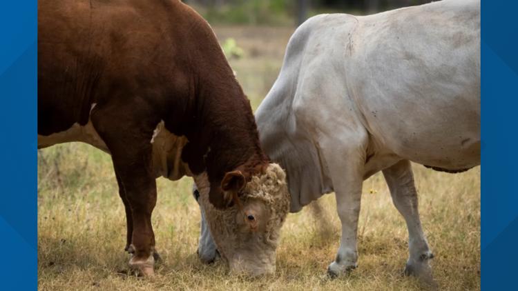 First U.S. suspected case of New World screwworm reported in South Texas