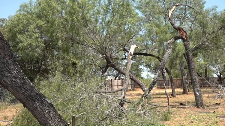 As heavy rain looms, tree expert urges San Antonio residents tackle hazards now