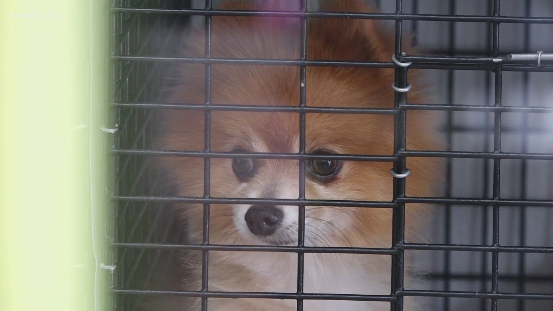 San Antonio Pet Stores Could Soon Be Banned From Selling Animals Sourced From Breeders 10tv Com