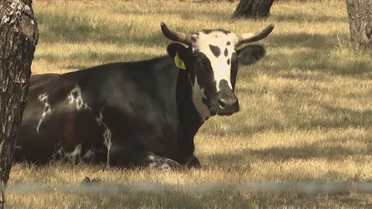USDA secretary to unveil response plan after screwworm detected in South Texas