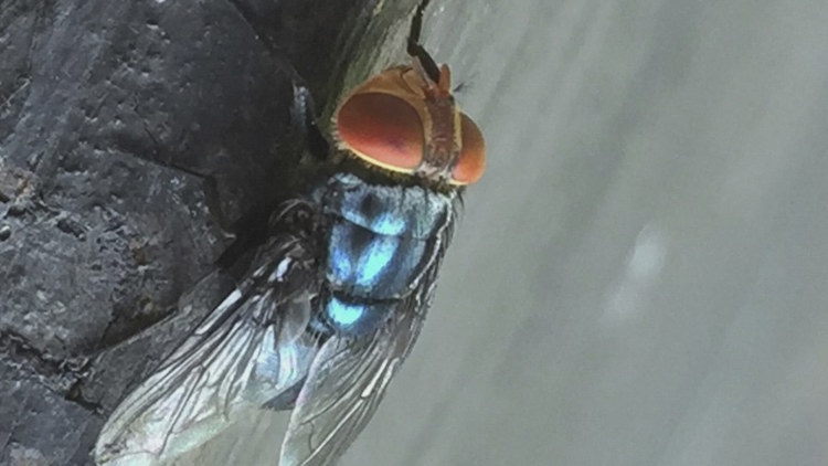 New cases of flesh-eating parasite confirmed hundreds of miles away from initial discovery