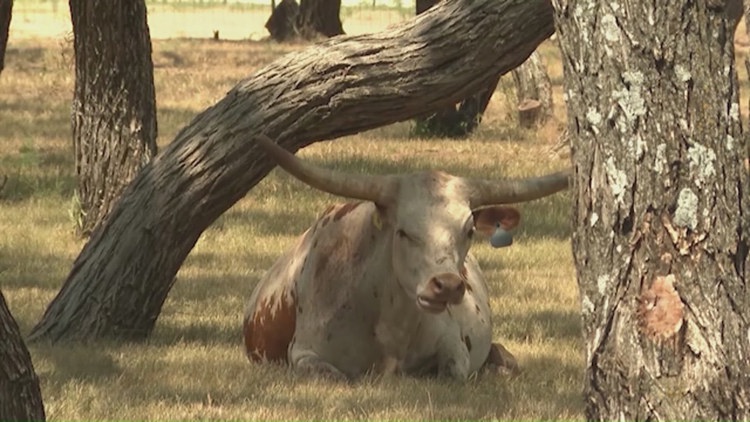 Watch Live: USDA gives update on New World screwworm infestation in Texas