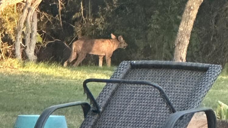 Strange sighting: Texas neighborhood baffled by mysterious creature